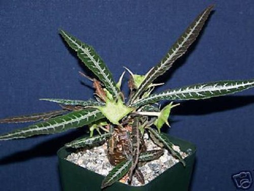 Dorstenia lanzifolia rare - dorstenia,