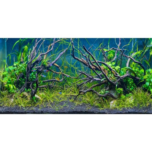 Awert 60x24 inches tropical - 60x24,