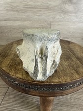 Authentic Whale Bone Fossil