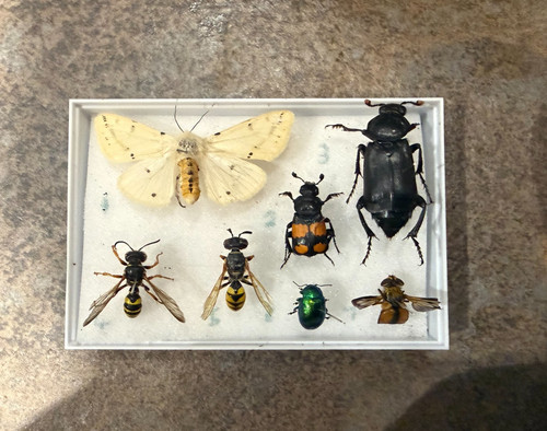 Seven great british insects