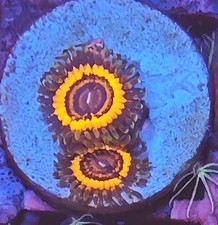 WYSIWYG Zoa Zoanthids Soft