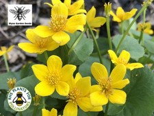MARSH MARIGOLD Yellow