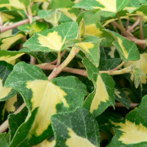 Suttons garden ivy plants - suttons,