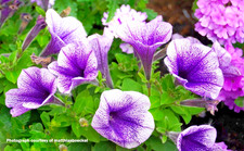 PETUNIA SURFINIA x12 PURPLE