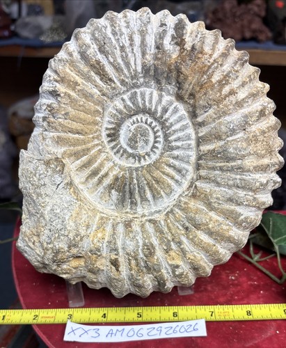 Large natural ammonite fossil - large,