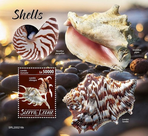 Seashells sea shells marine - seashells,