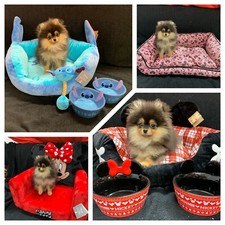 DISNEY PRIMARK PET BEDS/BOWLS
