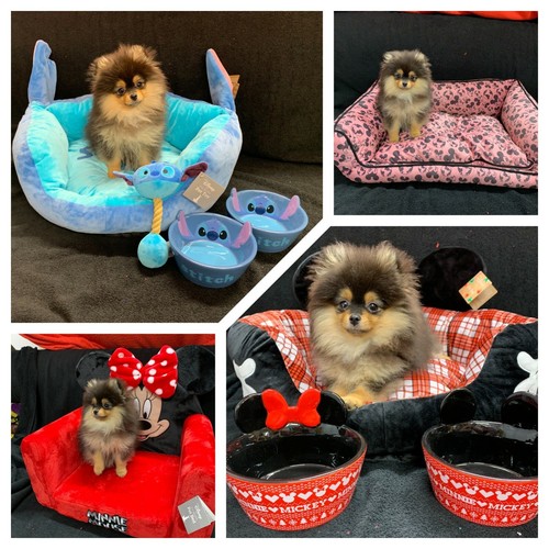 Disney primark pet beds bowls - disney,