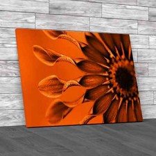 African Daisy Flower Orange