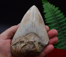 LOVELY BIG! 5.2"  GENUINE  MEGALODON SHARK TOOTH, BEST VALUE MEGS ,U.K #R13