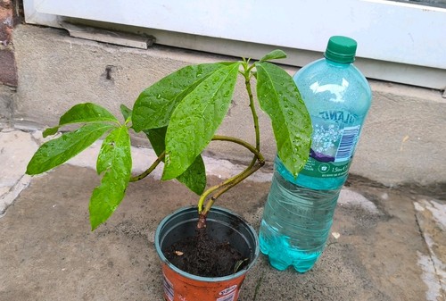 Avocado plant - avocado,