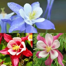 100 x AQUILEGIA - COLUMBINE MIXED PERENNIAL SEEDS
