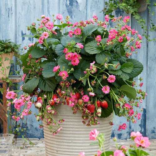 Strawberry plants summer - strawberry,