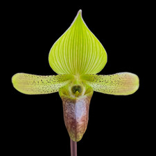 Paphiopedilum sugiyamanum