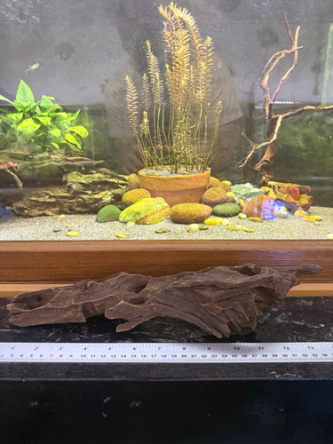 Natural aquarium driftwood - natural,