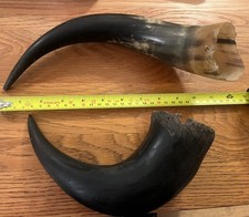 Vintage Cow Horn Ethically