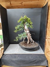 )Tanuki Needle Juniper Bonsai