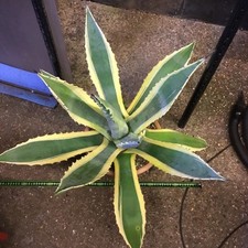 Agave Americana Marginata