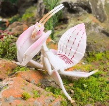 Orchid Mantis Insect Animal
