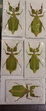 Phyllium celebicum leaf - leaf, insect