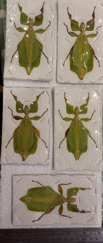 Phyllium celebicum leaf insect - phyllium,