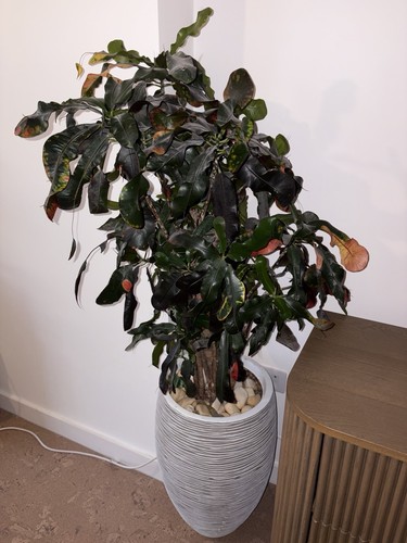 Large croton indoor - large,