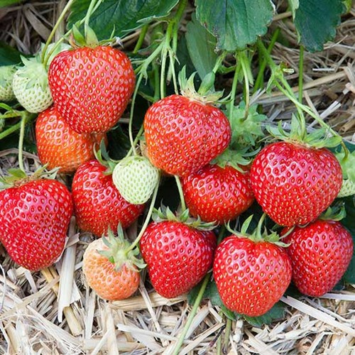 Strawberry elsanta bare - 6,