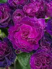 Double Primula Primrose