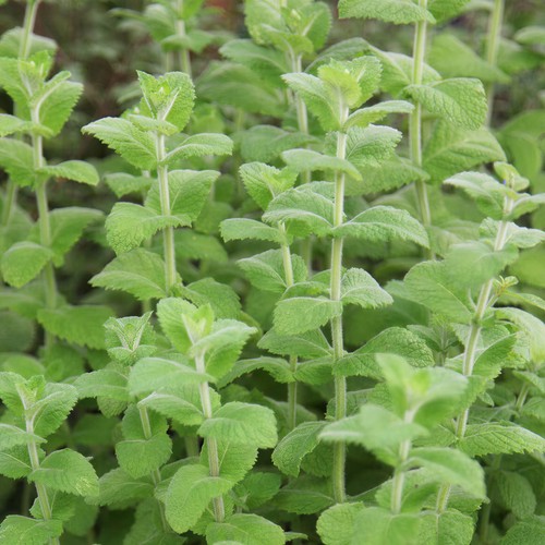 Mint apple plant garden - mint,