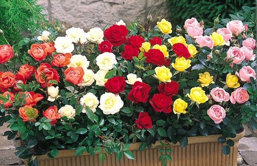 Miniature roses rooted bare - rooted,