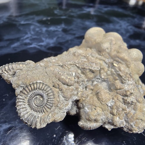 Pyrite multi ammonite - multi-ammonite, fossil