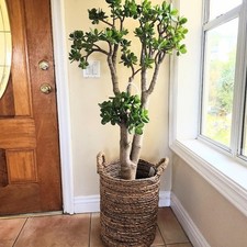 Jade Plant, Crassula Ovata