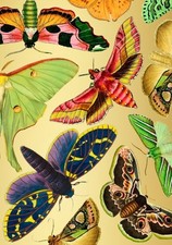 Golden Moths - Art Greeting /