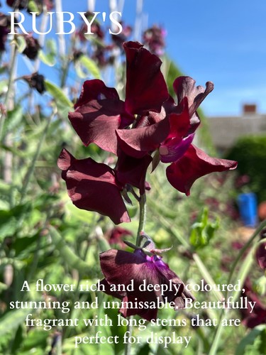 Ruby sweet pea - ruby's, flower