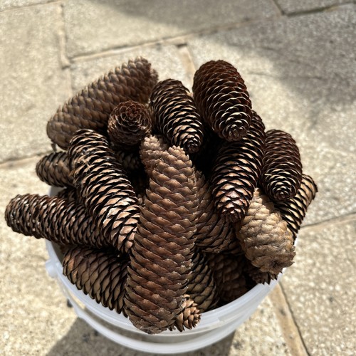 Large long pine fir - large,