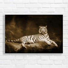 Wildlife Big Cat  Tiger