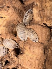 Established colony of Dairy cow isopods (Porcellio laevis) with enclosure. 