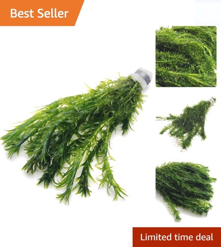 Live elodea densa stems - |,