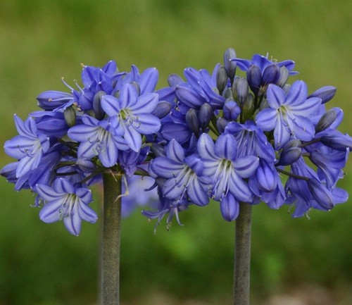 Hardy agapanthus lily of - (30+),