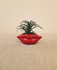 Floral Plant-Next Green
