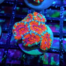 Wysiwyg acan lord coral - wysiwyg,