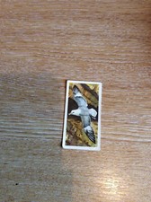 B6e Trade Card Brooke Bond