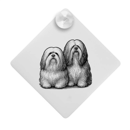 Two lhasa apso - lhasa,