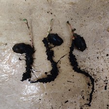 3x Germinated Sprouted Oak