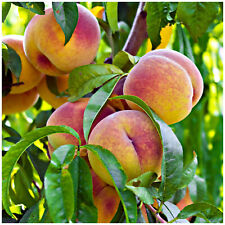 'Peregrine' Peach Tree 4-5ft Self-fertile,Excellent Rich Flavour,Early Cropping