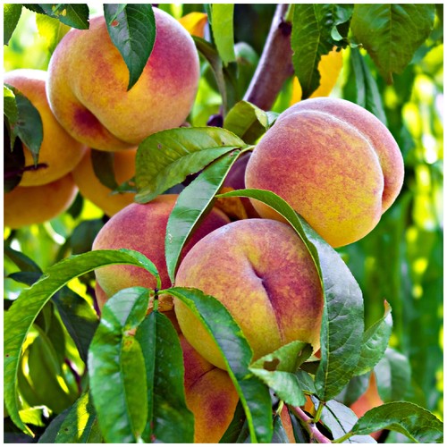 Peregrine peach tree 4 5ft - 'peregrine',