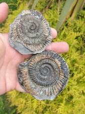 LARGE DACTYLIOCERAS SP POS NEG AMMONITE WHITBY YORKSHIRE UK DINOSAUR FOSSILs