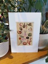 Antique Sea Worms Invertebrates Snails Jellyfish Cuttlefish Book Print Picture 