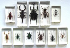 Set of 11 Insects & Spiders in