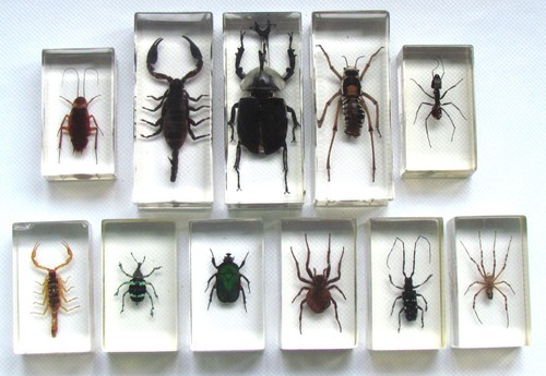 Set insects spiders in - 11,